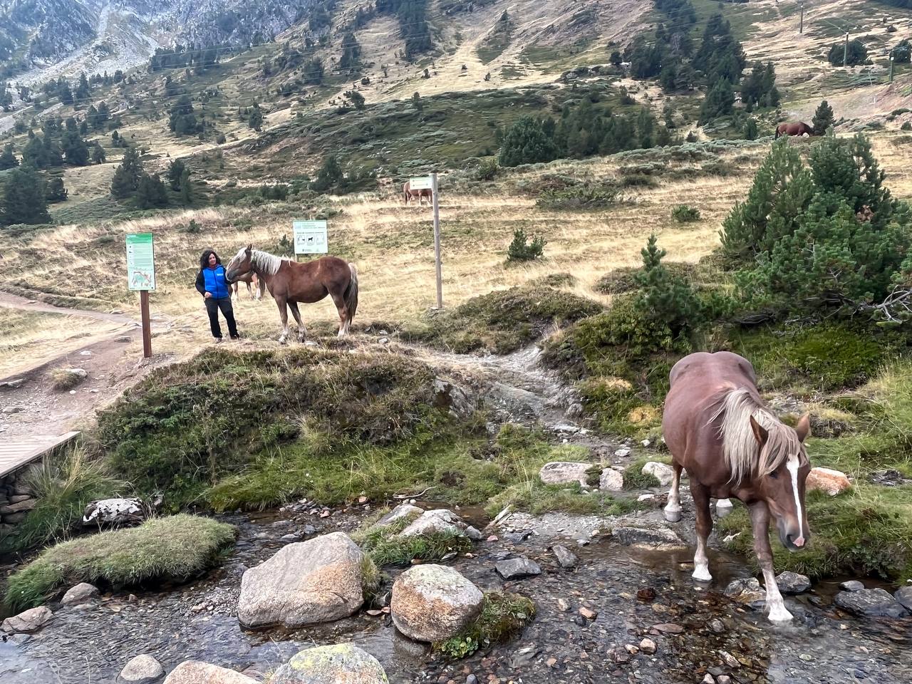 Una ramadera amb una de les eugues que porten el dispositiu de geolocalització a la zona del Por de la Bonaigua Una ramadera amb una de les eugues que porten el dispositiu de geolocalització a la zona del Por de la Bonaigua