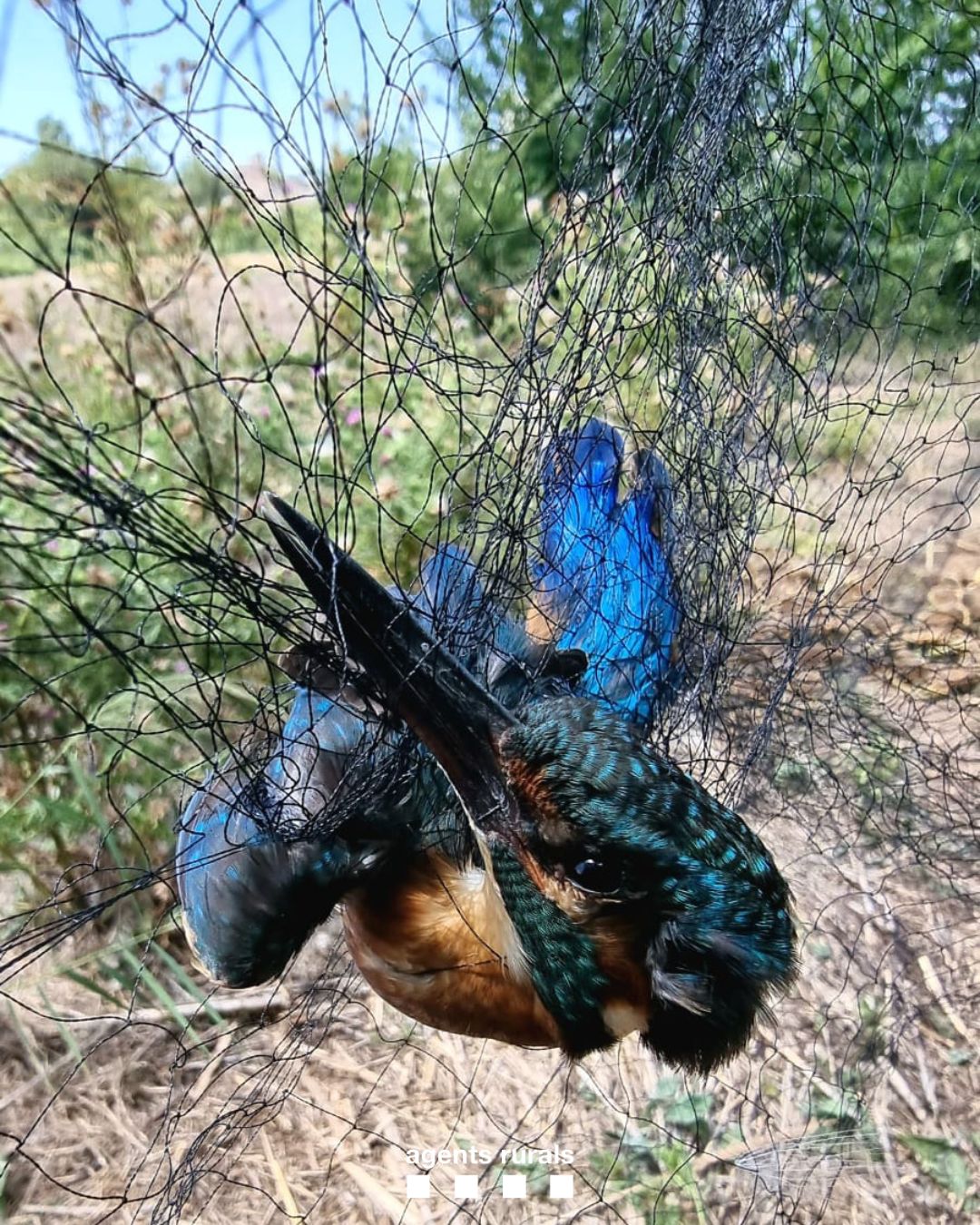 Au en una xarxa japonesa Au en una xarxa japonesa