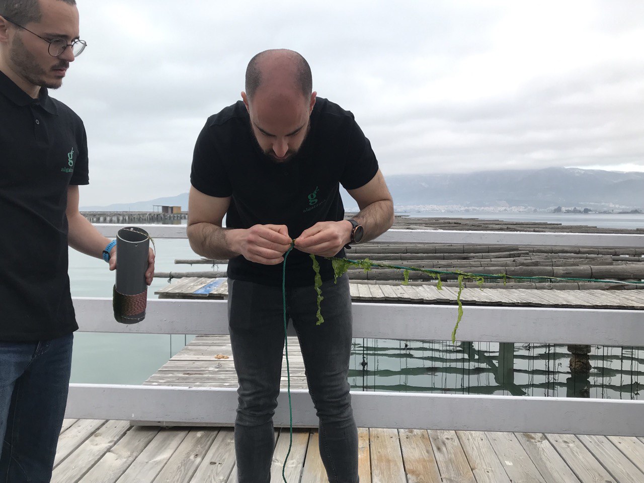 Prova pilot algues Prova pilot algues