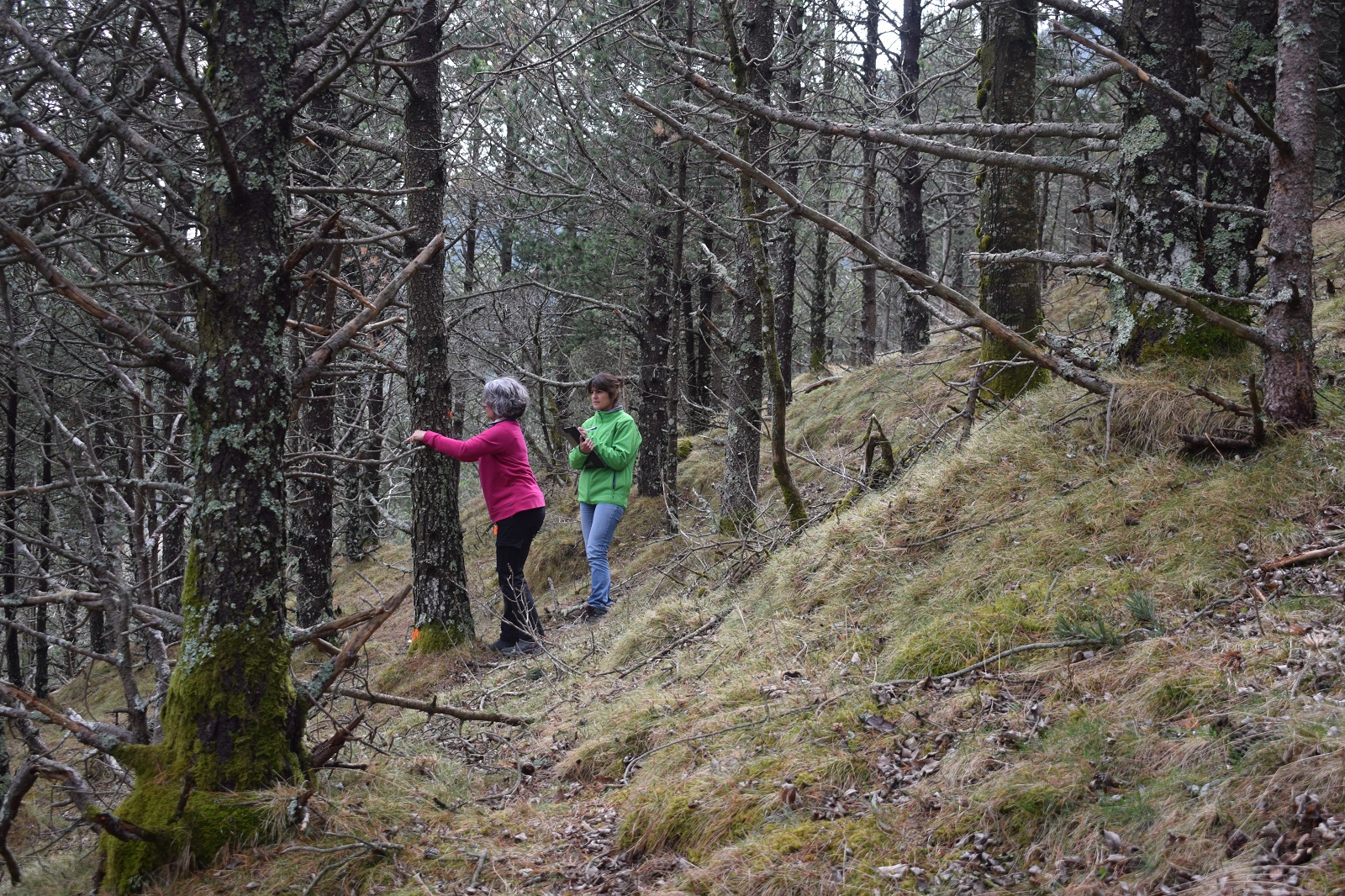 L’enginyera forestal a la comarca del Ripollès del Departament d’Acció Climàtica i la investigadora del CTFC fent el marcatge d’arbres que es retiraran a l'aclarida del Bosc de Molló