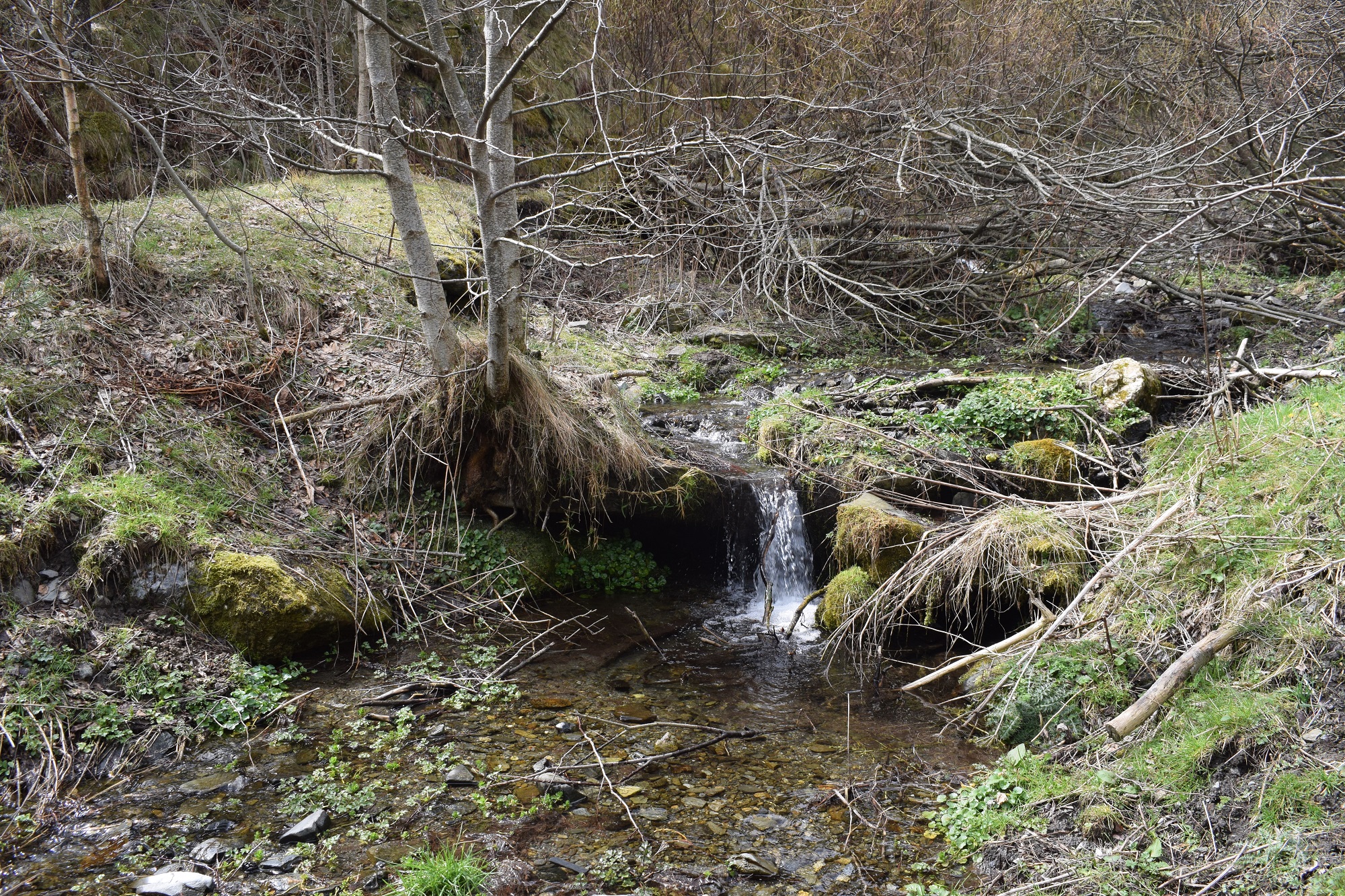 El Ritort, afluent del Ter, just a sota del bosc on es retiraran 1 de cada 4 arbres