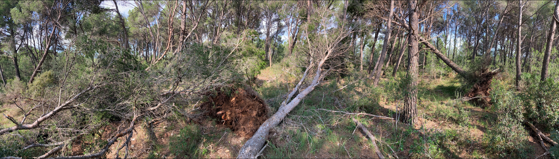 Danys provocats pel pas del tornado Danys provocats pel pas del tornado