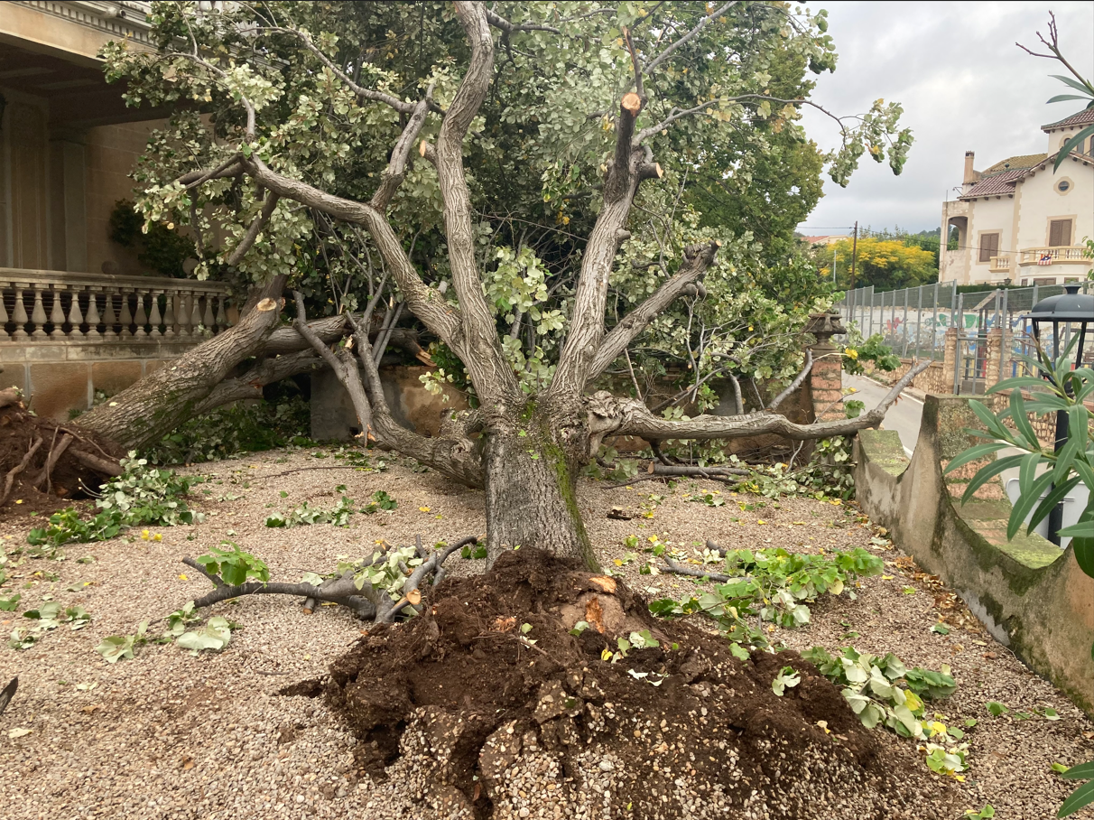 Danys provocats pel pas del tornado. Danys provocats pel pas del tornado.