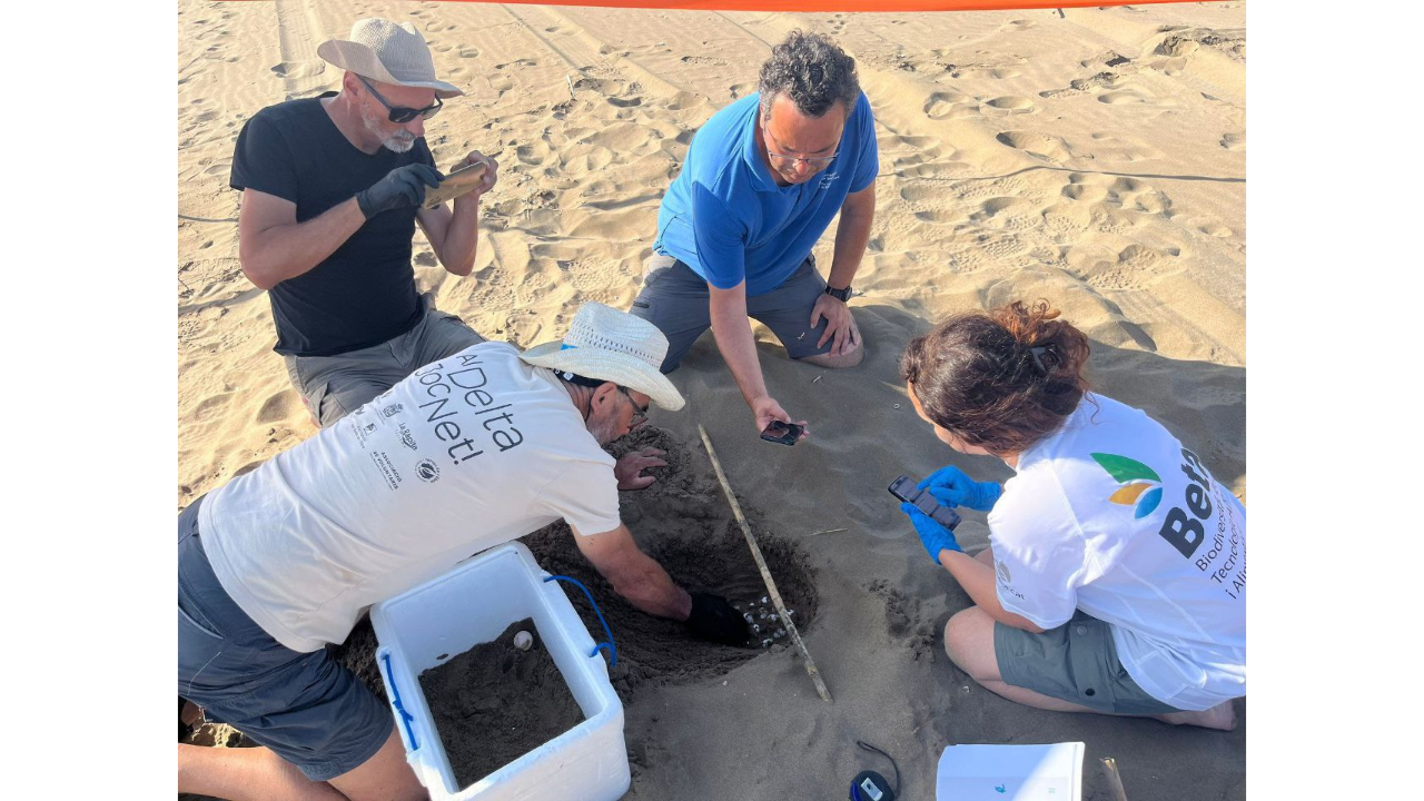 Imatge del niu Imatge del niu